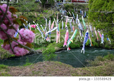 たくさんの鯉のぼりと湯ノ尾滝 たくさんの鯉のぼりと湯ノ尾滝 133589429