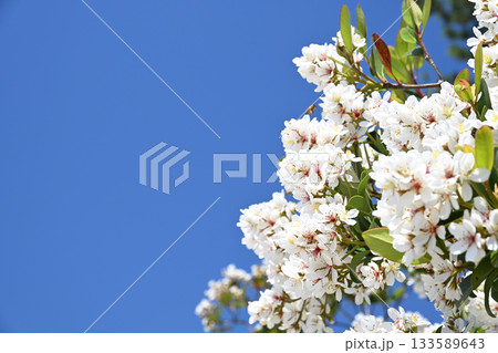 青空とシャリンバイ 133589643