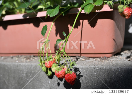 プランターで実るイチゴ プランターで実るイチゴ 133589657