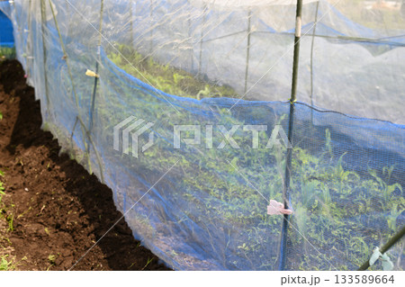 防風・害獣・防虫から守る野菜のトンネル 防風・害獣・防虫から守る野菜のトンネル 133589664