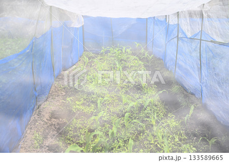 野菜を守る網がある畑 133589665