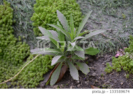 雑草に積もる火山灰 133589674