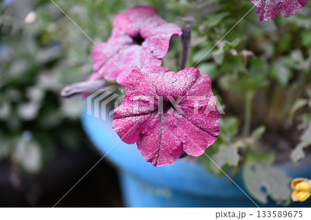 花に積もる火山灰 133589675