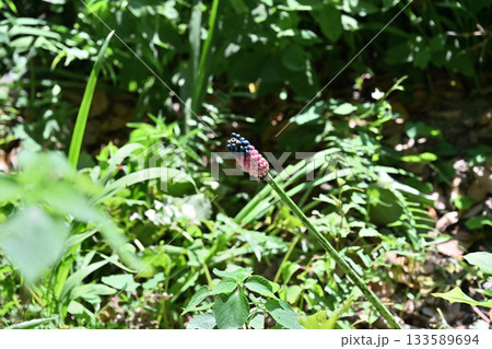 自生するヤマコンニャク 133589694