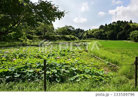 都市農業センターの蓮の池 133589796