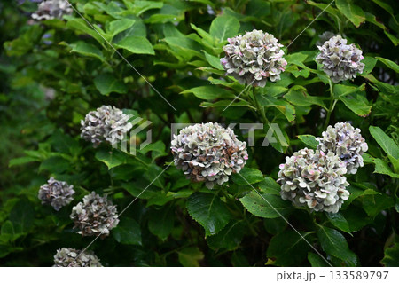 時期が過ぎた紫陽花 133589797