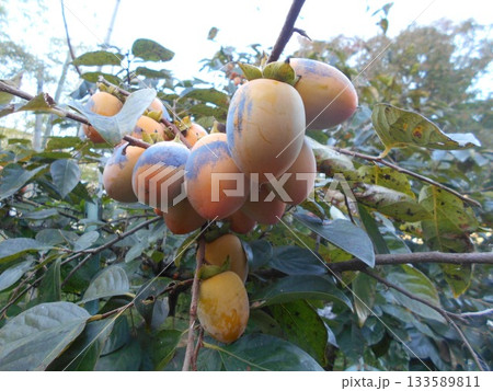 カキ カキ 133589811