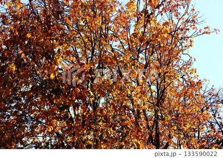 晩秋になって色づいた福蔵院の花梨の葉（3） 133590022