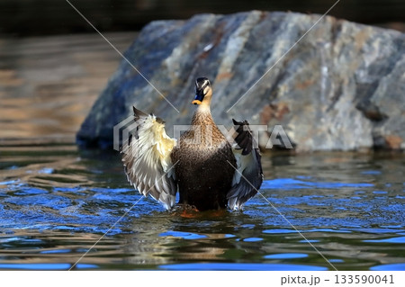 羽ばたくカモ 133590041