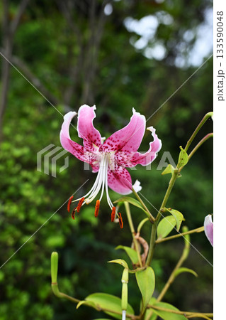 真夏に開花する美しいピンク色のオニユリ 133590048
