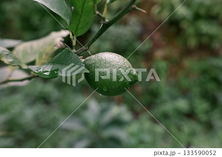 緑色のレモンの実 133590052