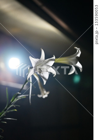 ライトに照らされる綺麗な百合の花 133590053