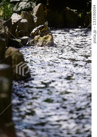 水面に浮かぶ桜の花びらと水辺に佇む亀　春の風景 133590094