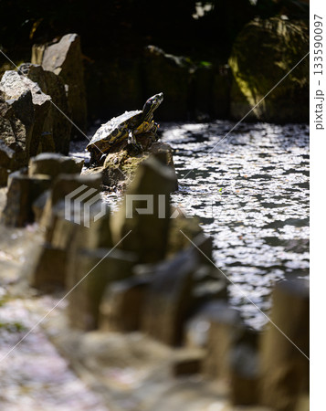 水面に浮かぶ桜の花びらと水辺に佇む亀 春の風景 水面に浮かぶ桜の花びらと水辺に佇む亀 春の風景 133590097