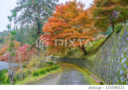 苔むした古いお寺の参道とカラフルなモミジの紅葉のコラボ情景 苔むした古いお寺の参道とカラフルなモミジの紅葉のコラボ情景 133590121