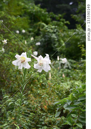 群生するユリの野花 133590149