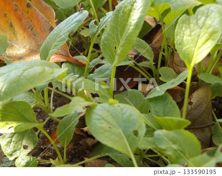 家庭菜園で育てたコマツナ 家庭菜園で育てたコマツナ 133590195