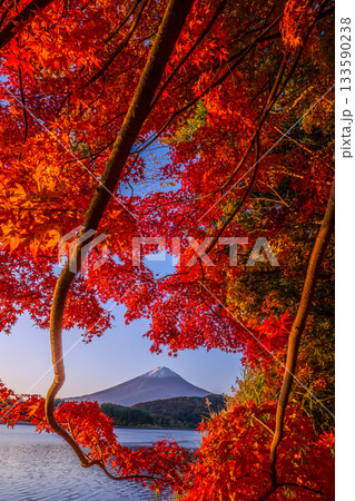 夜明けの河口湖の湖畔から見た紅葉と富士山 133590238