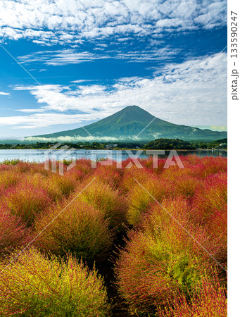 河口湖の大石公園の紅葉したコキアと富士山 133590247
