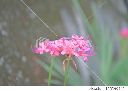 開花する自生の彼岸花 開花する自生の彼岸花 133590442