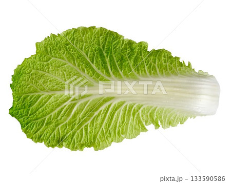 chinese cabbage on white background chinese cabbage on white background 133590586