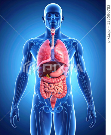 人体の内臓解剖図 3Dイラスト（呼吸器・消化器・肝臓の全体像） 133590782