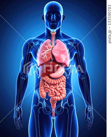 人体の内臓解剖図 3Dイラスト（呼吸器・消化器・肝臓の全体像） 133590783