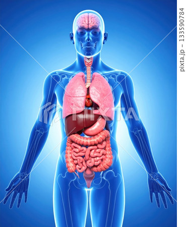 人体の内臓解剖図 3Dイラスト（呼吸器・消化器・肝臓の全体像） 133590784