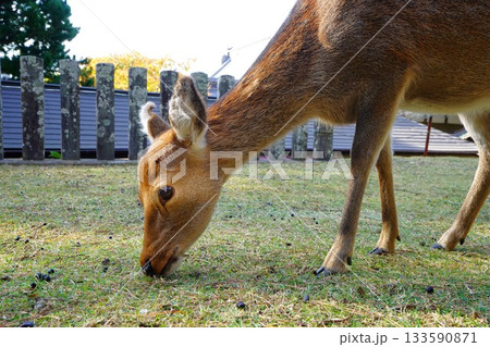 金華山の黄金山神社の鹿 133590871