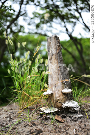 エノコログサと枯れた木 133590876