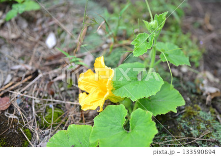 可愛いかぼちゃの花 133590894