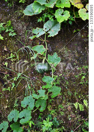 壁を伝うカボチャ 壁を伝うカボチャ 133590895