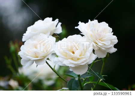 カルトブランシュ 白いバラ カルトブランシュ 白いバラ 133590961
