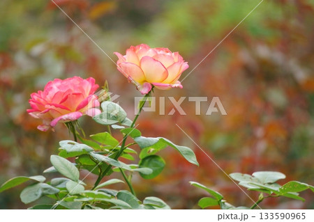 ピンクと黄色のバイカラーのバラ ピンクと黄色のバイカラーのバラ 133590965