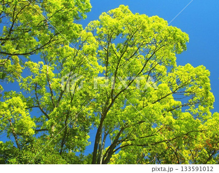 春の公園の朝の新緑の欅と青空 春の公園の朝の新緑の欅と青空 133591012