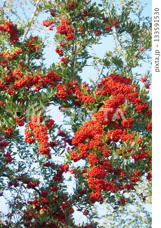 たわわに実る赤い木の実　ピラカンサ 133591530