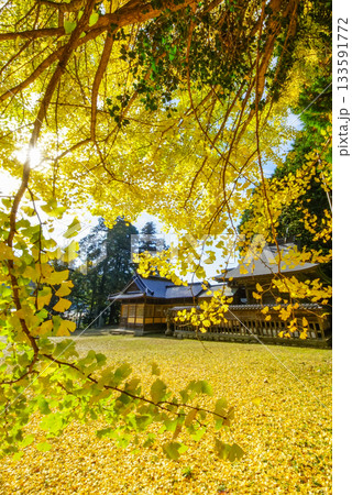 見事な黄葉のイチョウから見る本殿 太陽の光を入れて 岡山県真庭市「高田神社」 見事な黄葉のイチョウから見る本殿 太陽の光を入れて 岡山県真庭市「高田神社」 133591772