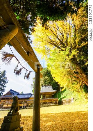 狛犬と鳥居と小さい祠 背景には見事な黄葉のイチョウ 岡山県真庭市「高田神社」 狛犬と鳥居と小さい祠 背景には見事な黄葉のイチョウ 岡山県真庭市「高田神社」 133591773