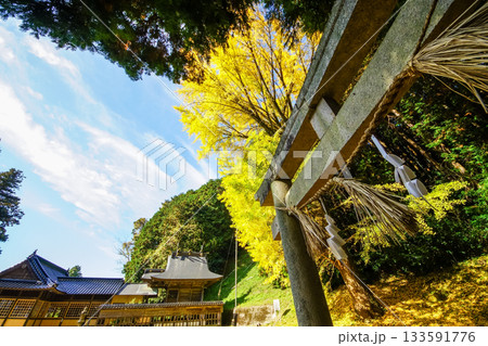 鳥居と小さい祠 背景には見事な黄葉のイチョウ 岡山県真庭市「高田神社」 鳥居と小さい祠 背景には見事な黄葉のイチョウ 岡山県真庭市「高田神社」 133591776