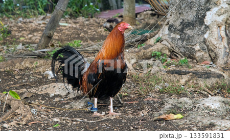 A rooster stands proudly while looking around its farm environment rural life concept 133591831