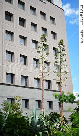 リュウゼツランの花 リュウゼツランの花 133591912