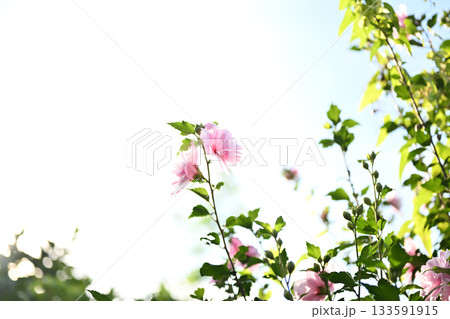 かわいいムクゲの花 133591915