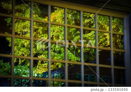 拝殿のガラスに映る見事な大銀杏　岡山県真庭市「高田神社」 133591930