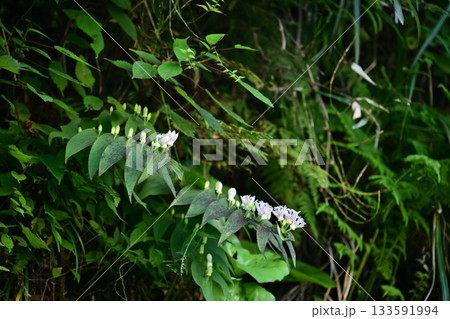 秋の始まりに咲いた山の白花 133591994