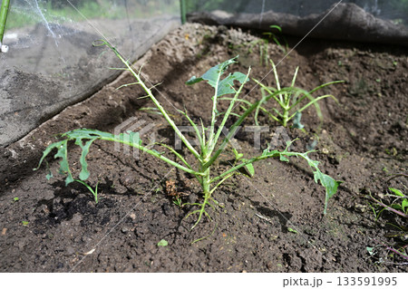 虫食いにやられた野菜の苗 133591995