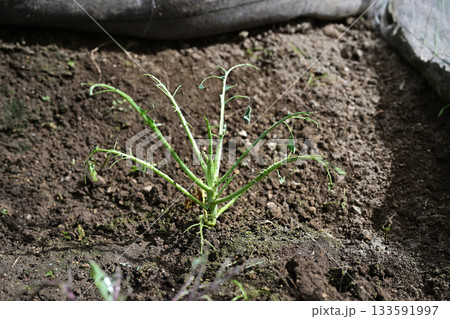 虫に食べられたブロッコリーの苗 133591997