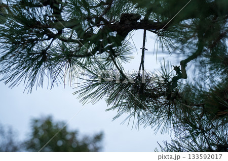 Japanese Gardener Japanese Gardener 133592017