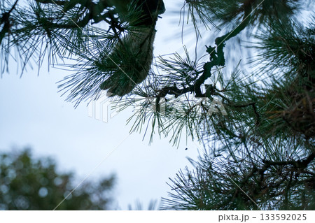 Japanese Gardener Japanese Gardener 133592025