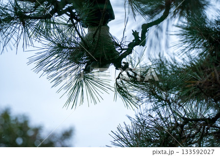 Japanese Gardener 133592027