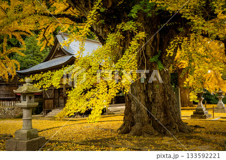樹齢650年を超える見事な黄葉のイチョウから見る本殿　黄色い絨毯を添えて　　岡山県真庭市「福田神社」 133592221